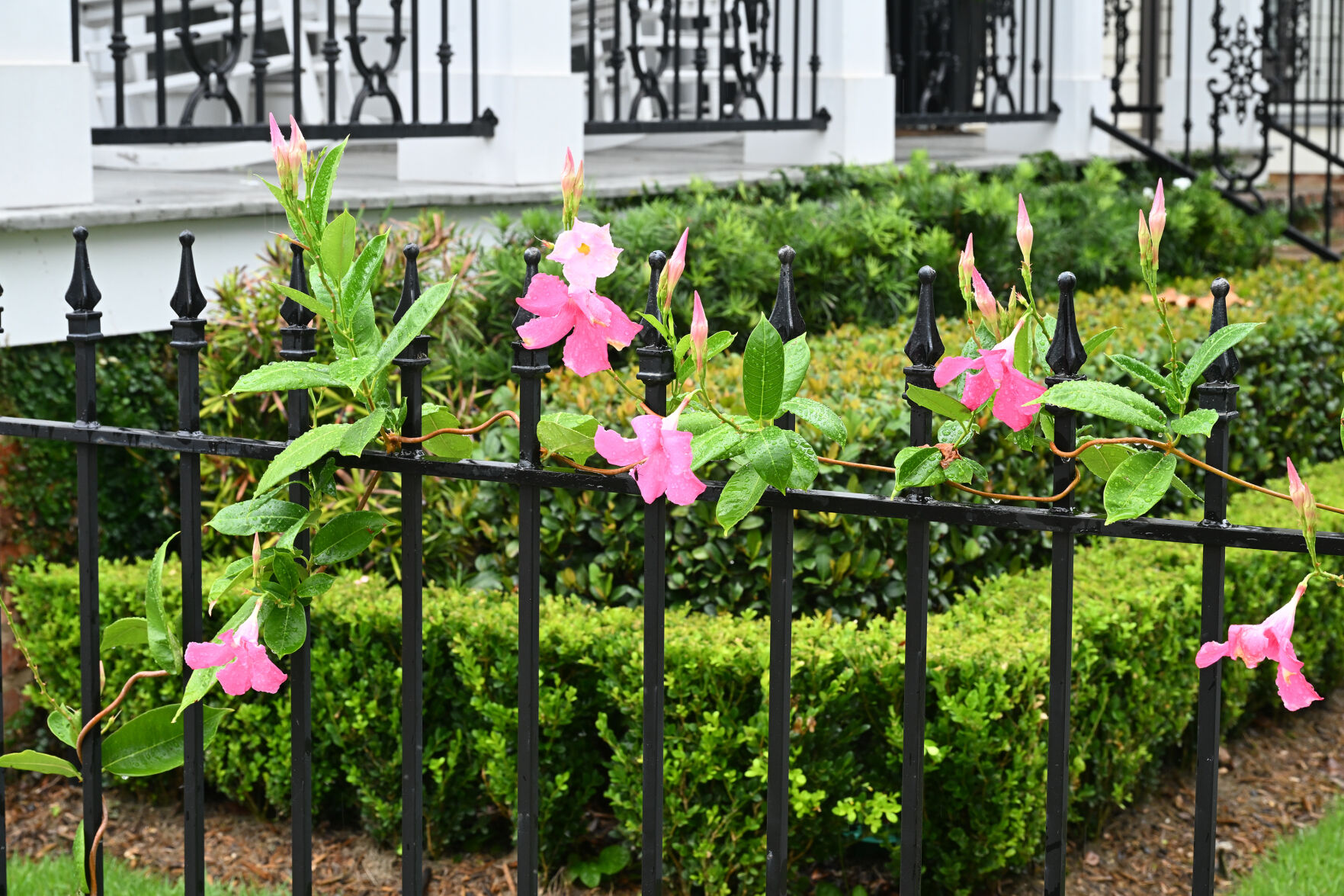 Hazen 56 garden
